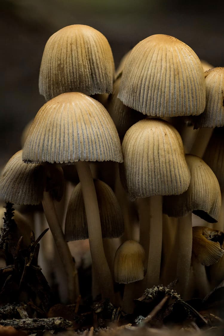 Fungus