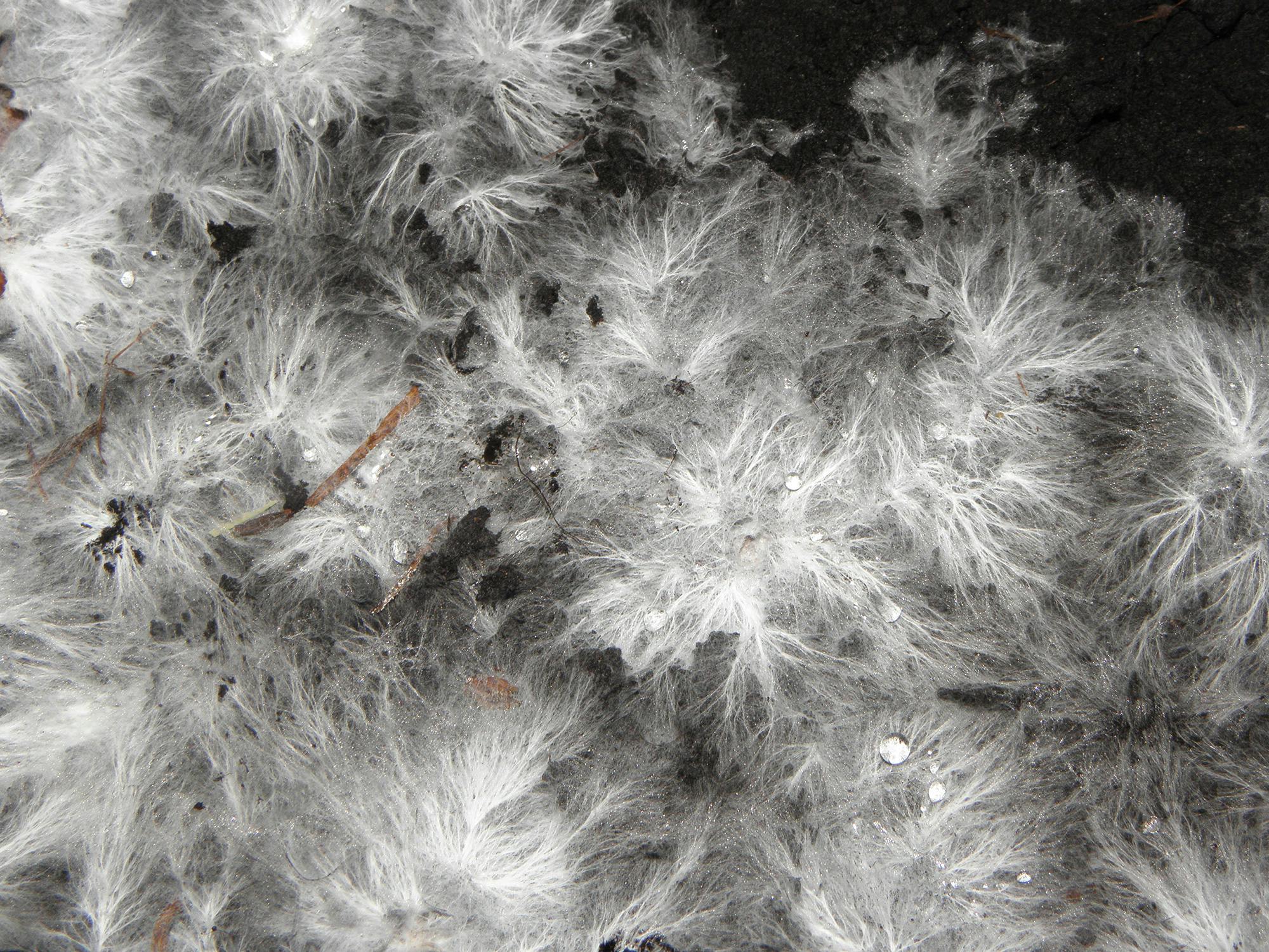 Mycelium